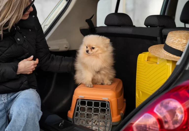 Dog-friendly відпочинок: що обирають власники собак у Британії