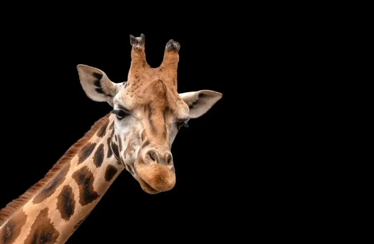 Підземелля, війна і Дарвін: 7 секретів Лондонського зоопарку